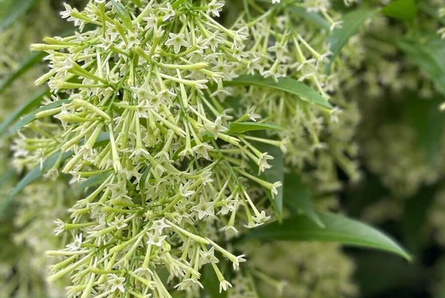 Dama-da-Noite (Cestrum nocturnum)