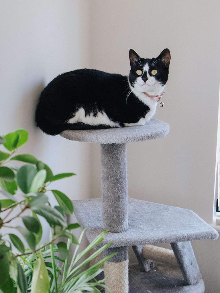 Descubra as principais plantas tóxicas para gatos e como evitar acidentes