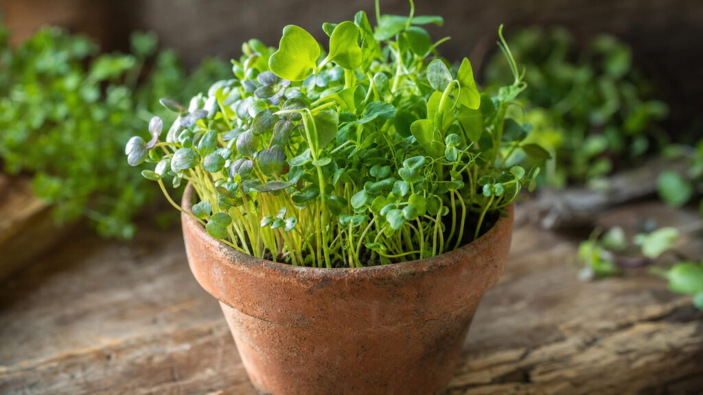 Vaso de barro com brotos verdes saudáveis