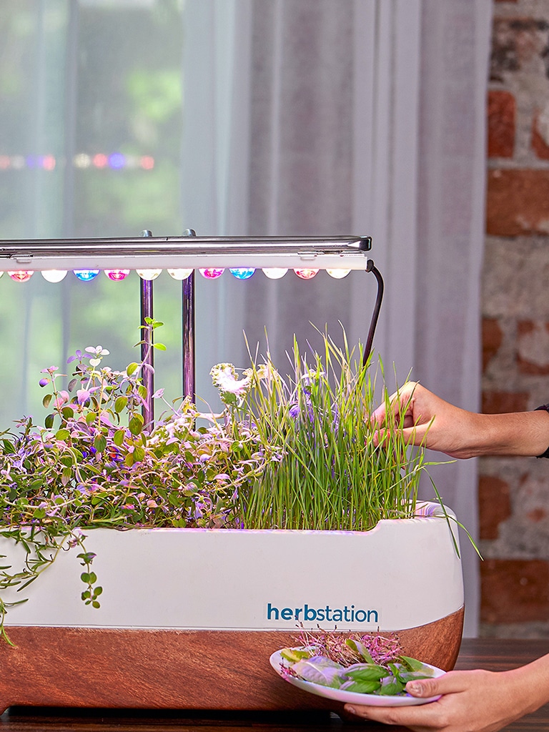 Microverdes: o que são, quais seus benefícios e como cultivar