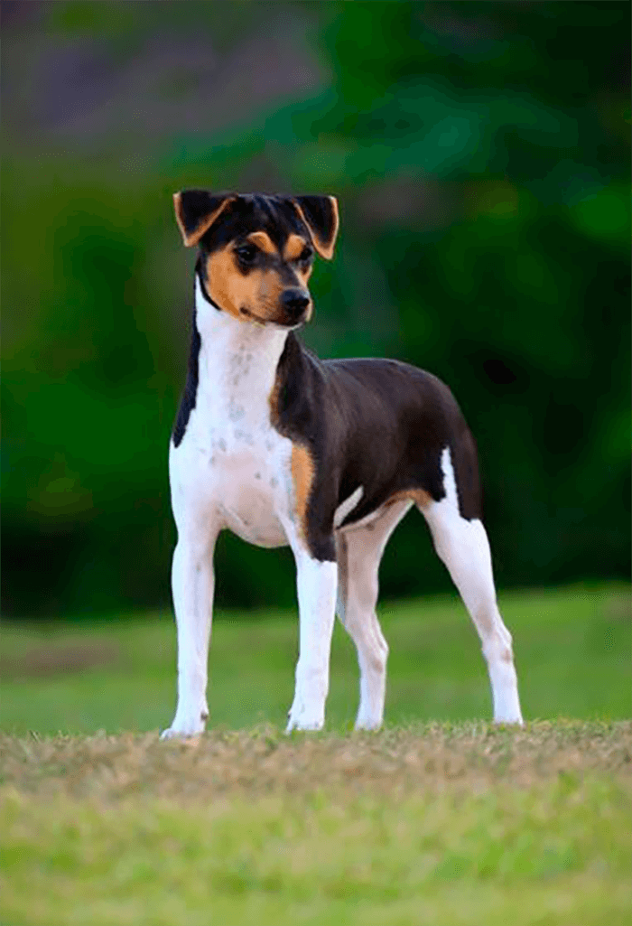 Fox paulistinha branco com manchas marrons e pretas, de pé em cima de um gramado.
cachorro para apartamento