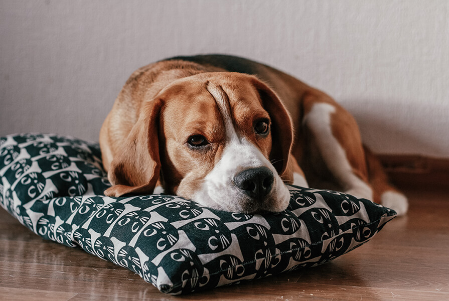 Beagle marrom deitado em almofada estampada em um piso amadeirado
cachorro para apartamento