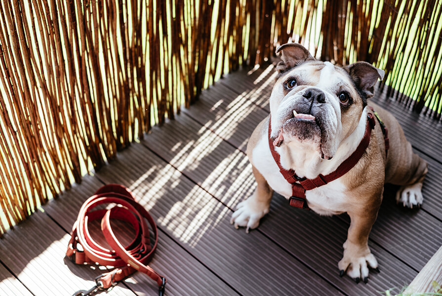 Buldogue Inglês com coleira peitoral vermelha em espaço com piso de madeira.