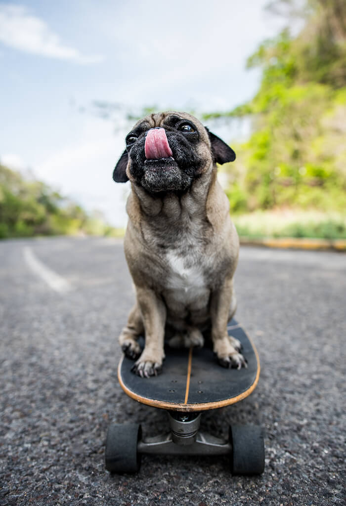 Pug marrom acinzentado com a língua para fora e sentada em cima de um skate em uma rua