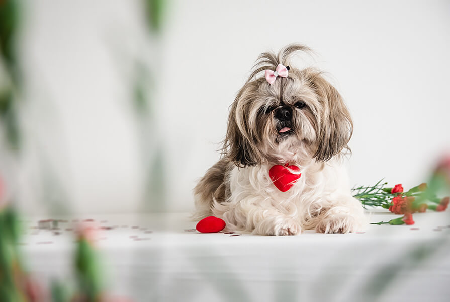 Shih Tzu com lacinho no topo da cabeça, coleira com coração e sentado em um ambiente em branco