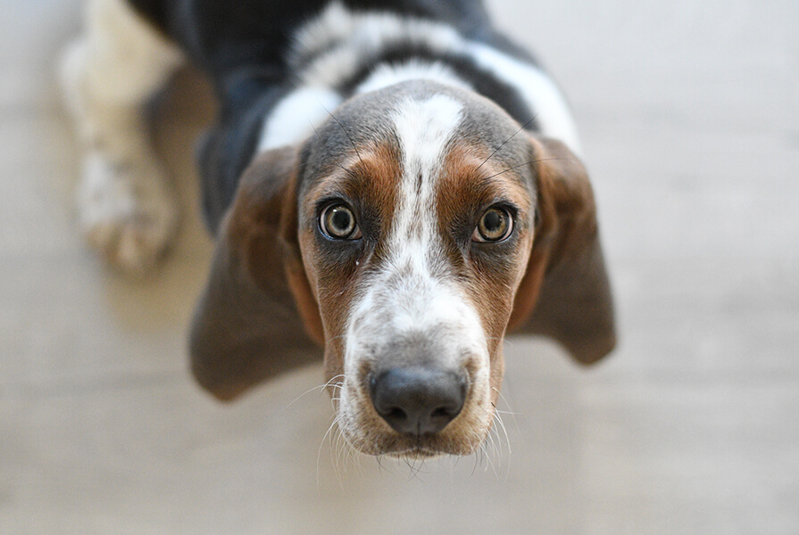 Basset Hound marrom com pintas, sentado em um piso claro e olhando para cima. cachorro para apartamento