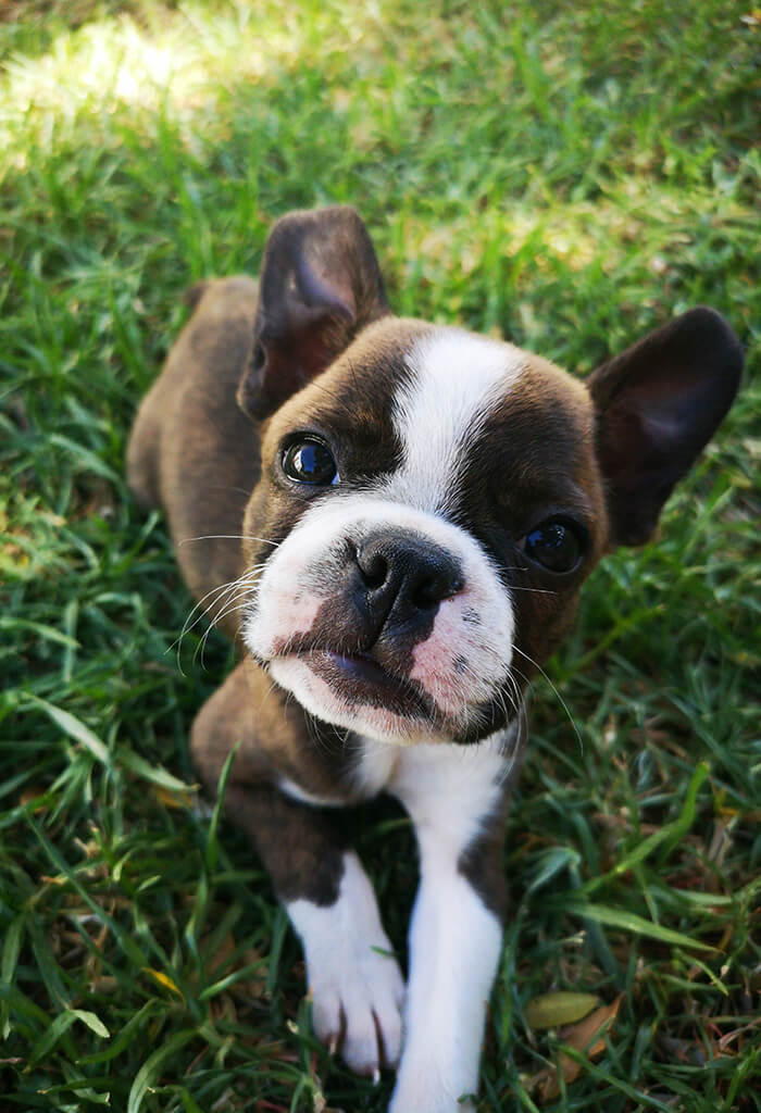 Boston Terrier marrom com manchas brancas  deitado na grama e olhando para cima. cachorro para apartamento