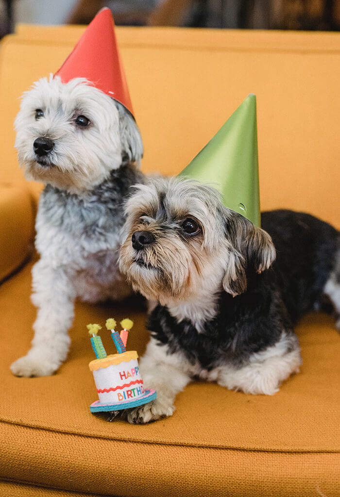 Dois Yorkshire Terrier em um sofá laranja, com chapéus de aniversário e um pequeno bolo de aniversário decorativo.