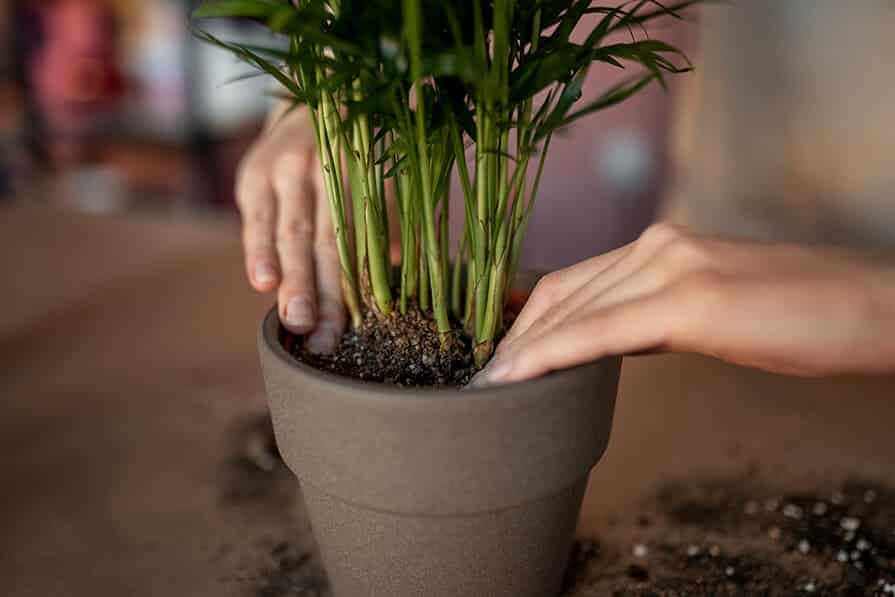 Pessoa colocando planta em vaso