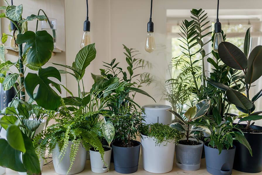 Área com várias plantas com luzes acima