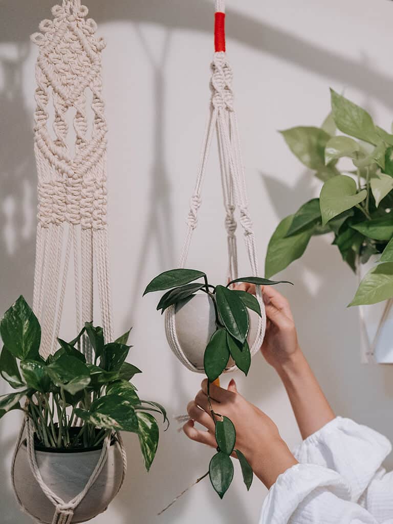 Plantas suspensas são ótima aposta para trazer mais verde ao ambiente