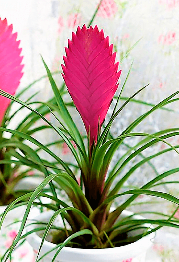 Tillandsia rosa