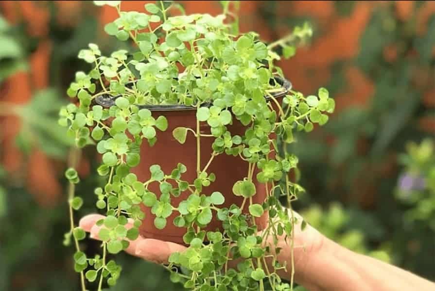 Mão segurando vaso de planta