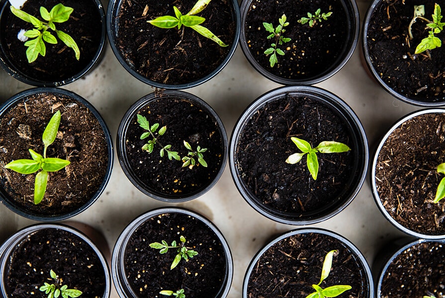 potes de terra, mudas de plantas, horta em apartamento