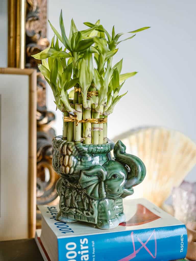 As melhores plantas Feng Shui para decorar a sua casa