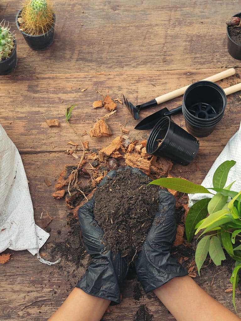 Aprenda como montar sua horta no apartamento e o que plantar