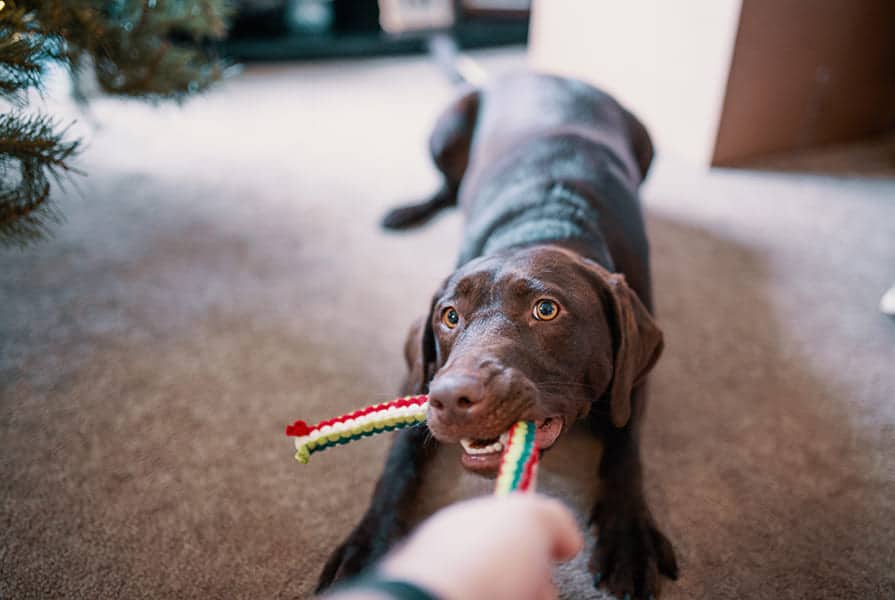 Cachorro brincando de cabo de guerra com seu dono