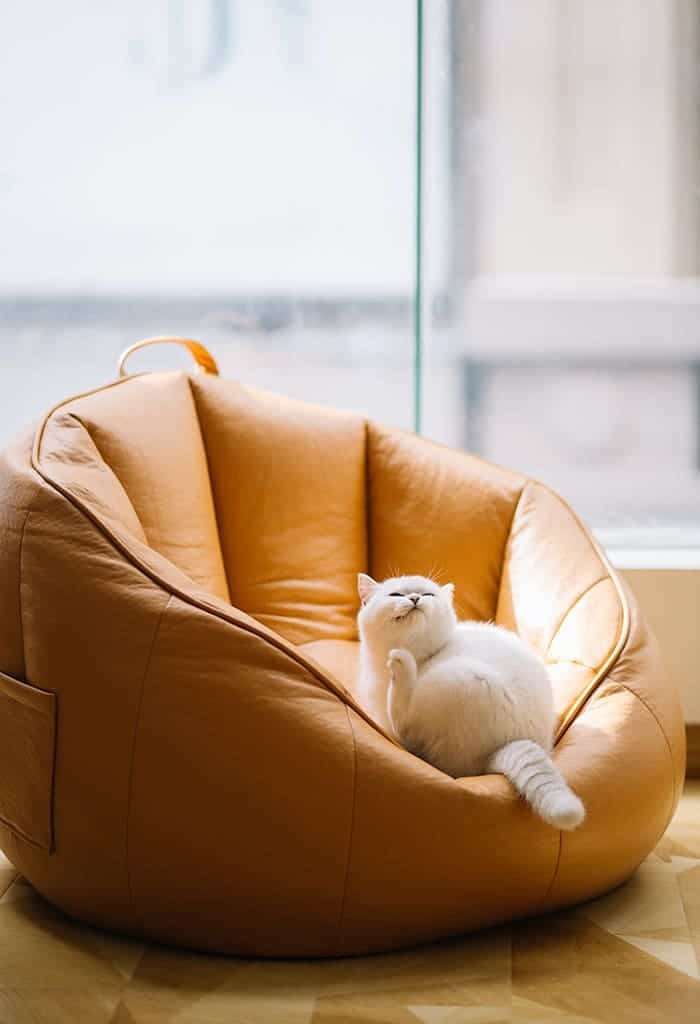 Gato deitado em poltrona laranja enquanto se coça.