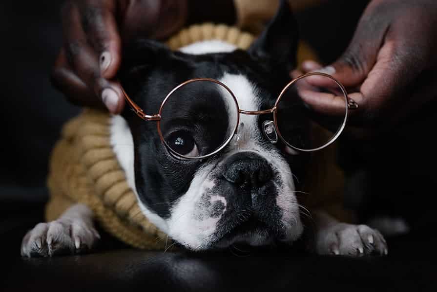 Cachorro deitado com uma mão segurando óculos sobre ele na intenção de fazê-lo usar o acessório.