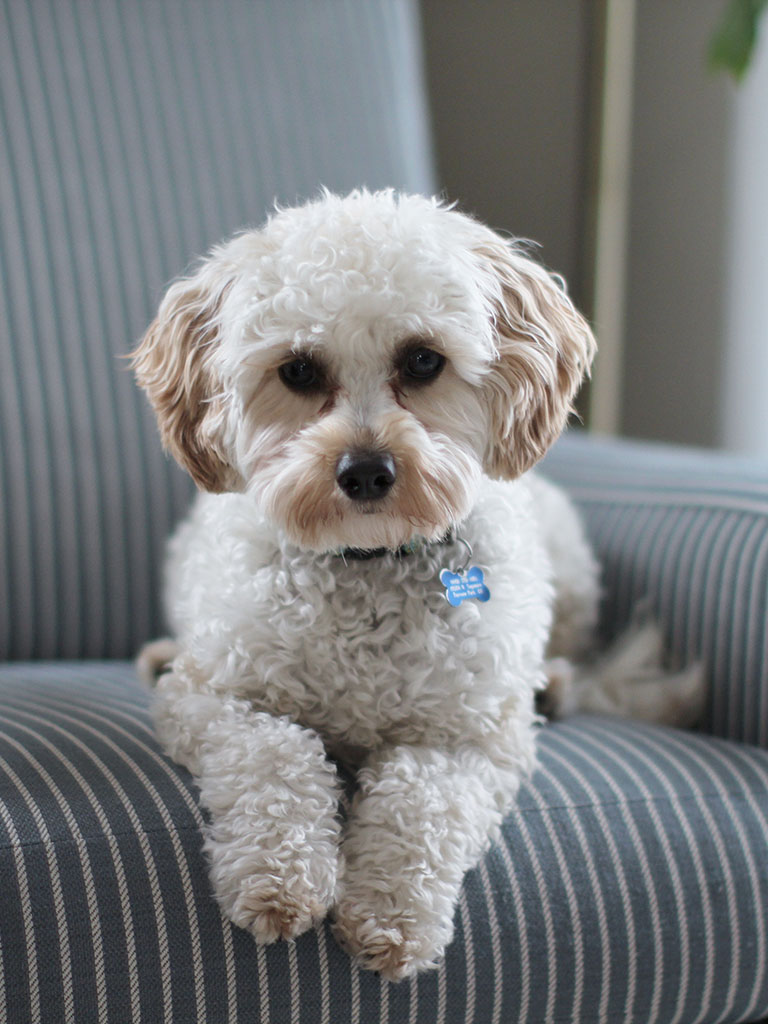 Quarto para pets: inclua o ambiente em seu apartamento com estilo