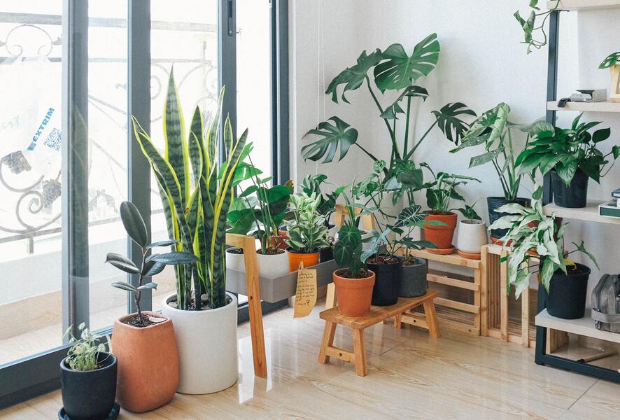 Canto de um apartamento repleto de uma grande variedade de plantas em vasos de diversos tipos e cores.