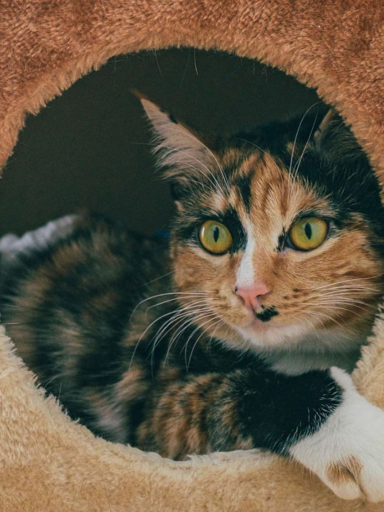 Como cuidar de pets em apartamentos? 7 dicas!