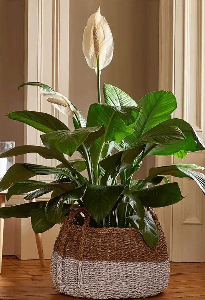 Imagem da planta Lírio da paz com duas flores em seu topo e em um cachepô em tom natural e branco.