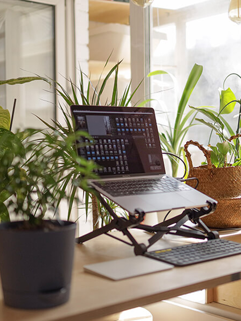 Plantas em apartamento: tudo sobre os principais cuidados
