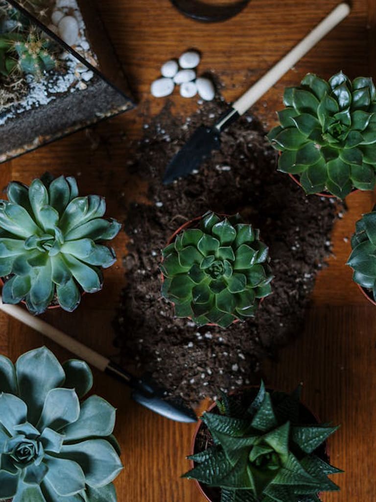 Como ter um jardim de suculentas no chão? 5 dicas para criar o seu