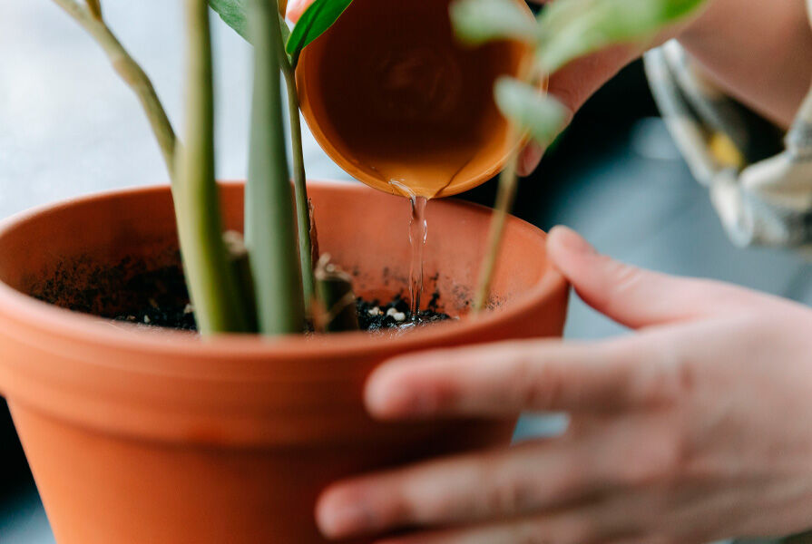 Pessoa regando planta em vaso de barro