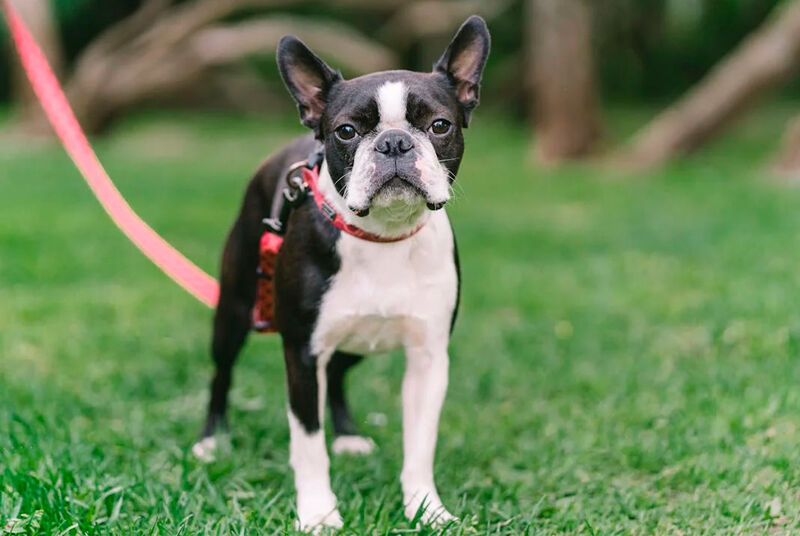 Boston Terrier preto e branco em um gramado verde