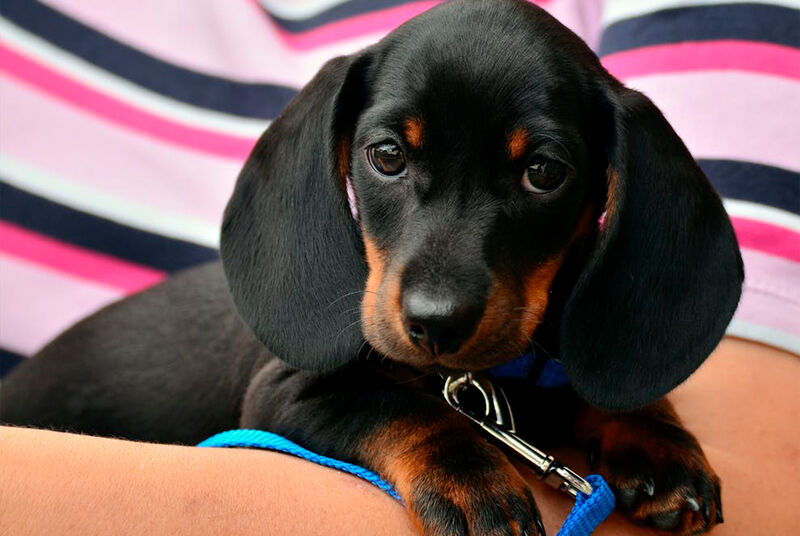 Cachorrinho dachshund preto e marrom com coleira