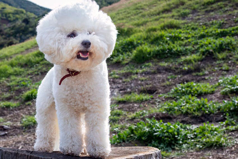 Cachorro Bichon Frise em ambiente natural