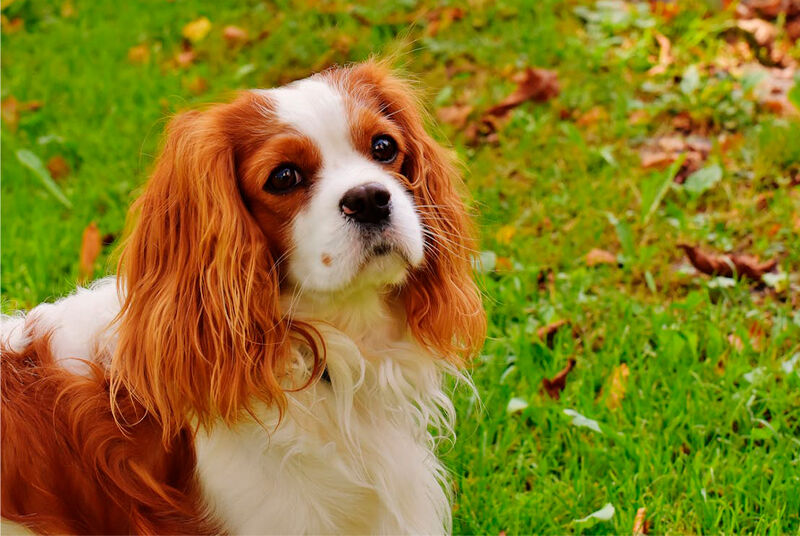 Cachorro Cavalier King Charles de olhos expressivos