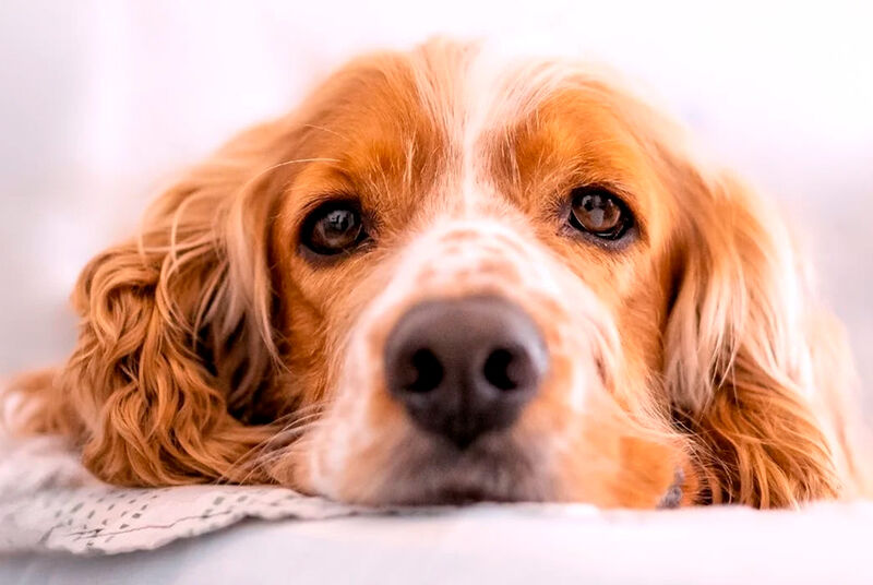 Cachorro da raça Cocker Spaniel com olhar admirável