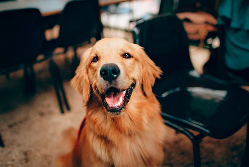 Cachorro da raça Golden Retriever sorrindo