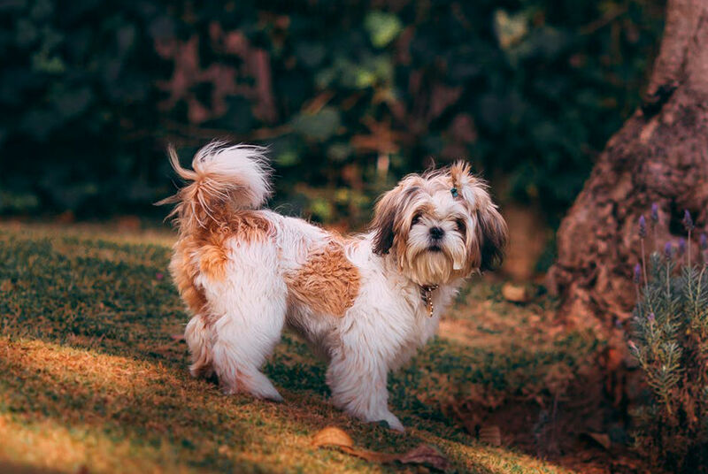 Shih Tzu em parque