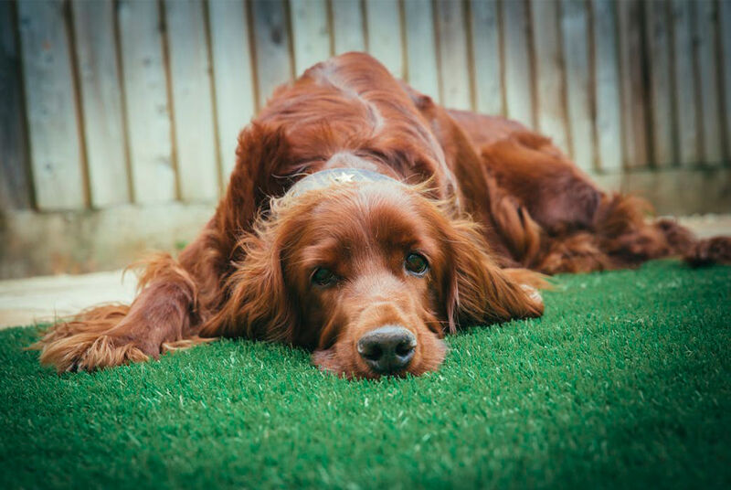 Cão da raça Setter Irlandês descansando na grama