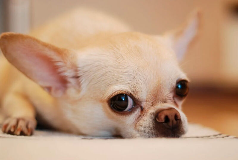 Chihuahua descansando com olhar curioso