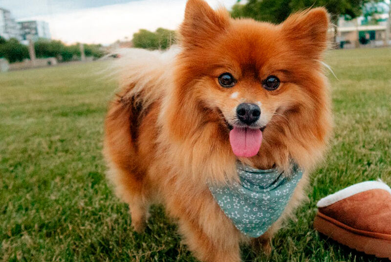 Dog pomerânia feliz em um parque verde