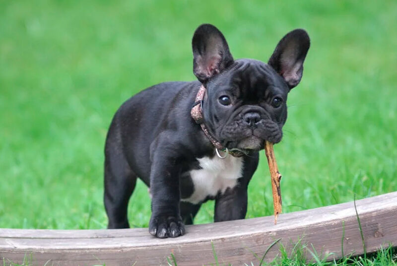 Filhote de bulldog francês segurando um graveto