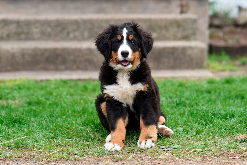 Filhote de cachorro Bernese sentado na grama