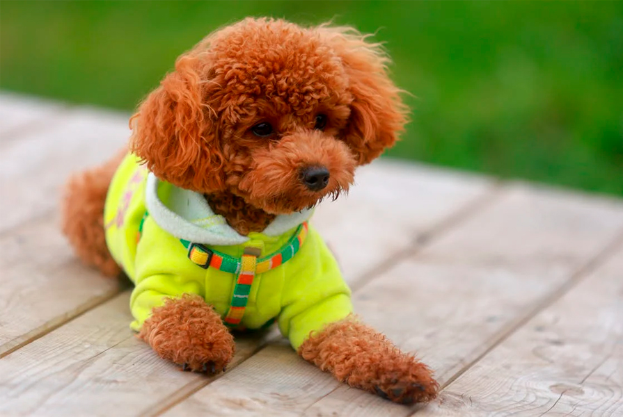 Poodle laranja em suéter amarelo na madeira